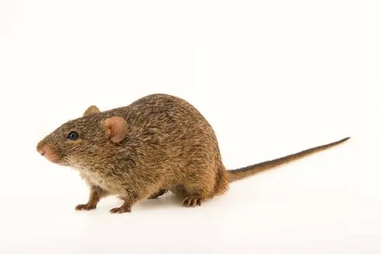 Nile Grass Rat